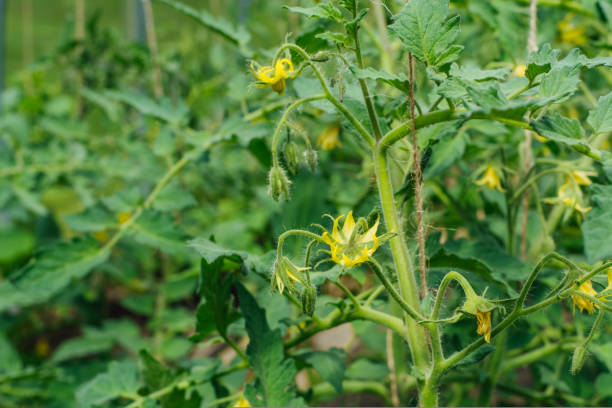 es ist blumen von gelber farbe, auf einem zweig, blüte einer tomate - tomato genetic modification biotechnology green stock-fotos und bilder