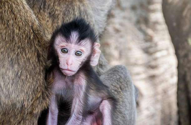 istock Portrait baby monkey is with mother monkey. 1461266159