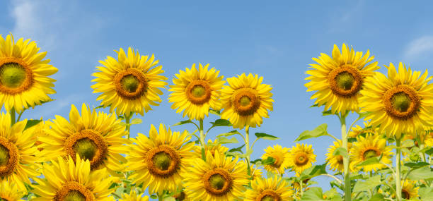 Sunflower fields in the tropics are blooming. Sunflower fields in the tropics are blooming. sunflower star stock pictures, royalty-free photos & images