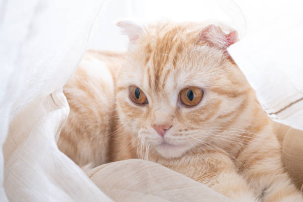 istock Cute ginger Scottish fold cat is sitting at home on blur light background. Fluffy pet is gazing curiously 1461268845