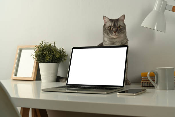 istock Laptop computer with empty screen and lovely tabby cat on white table. Home office interior. 1461270262