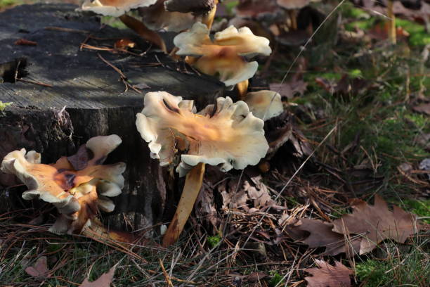 istock Nice brown velvet shank mushroom 1461270429