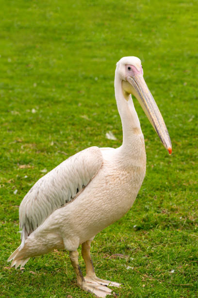 istock Young beautiful pelican bird on green grass. 1461270449