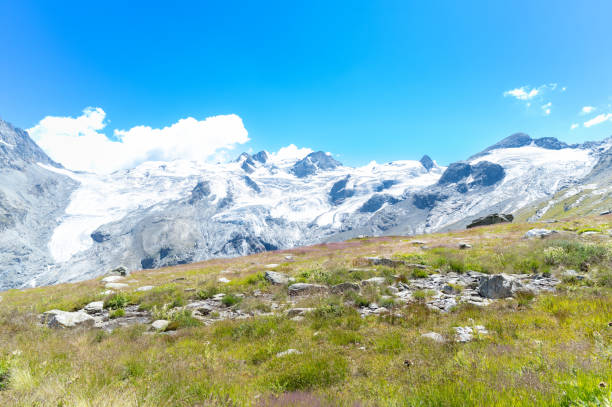 Grindelwald, Switzerland - 1982: A vintage 1980's Nikon negative film scan of bright yellow dandelions on the hillside overlooking the snow covered Swiss Alps mountains surrounding the small town of Grindelwald, Switzerland.