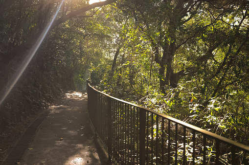 29 Nov 2022 the Forest path in the morning sun beam, hk