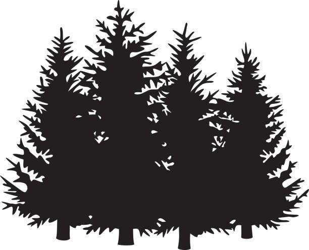 Pine trees vector (forest design) vector art illustration