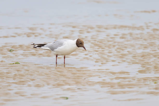 istock A black-headed gull walking on the beach 1461272877