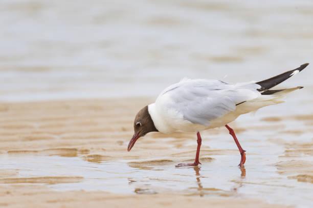 istock A black-headed gull walking on the beach 1461272886