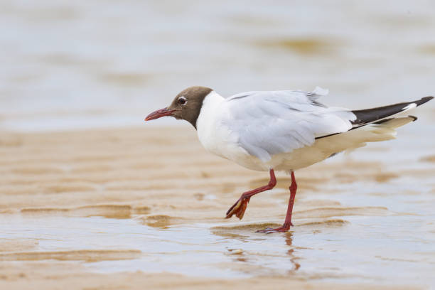 istock A black-headed gull walking on the beach 1461272899
