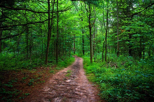 A narrow path running through a dense forest, with lush green trees lining both sides