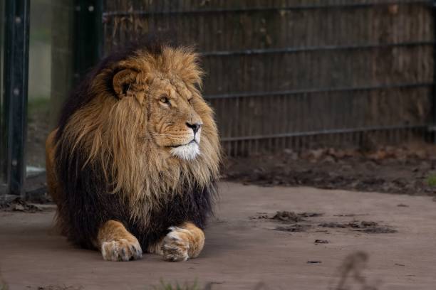 istock Lion lying on the ground in its habitat 1461275379