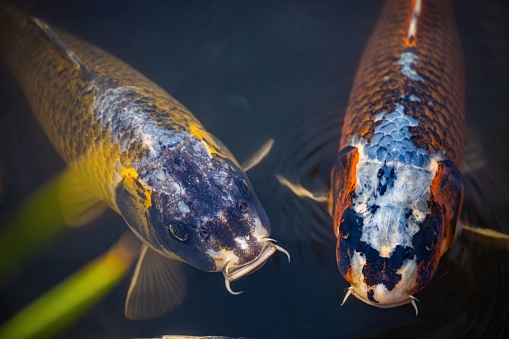 A closeup shot of two koi fish in a pond