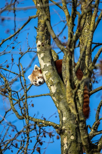 A vertical shot of a red panda on a tree