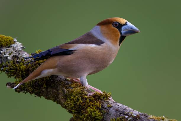 istock Closeup of a hawfinch (Coccothraustes coccothraustes) perched on a branch against blurred background 1461275557