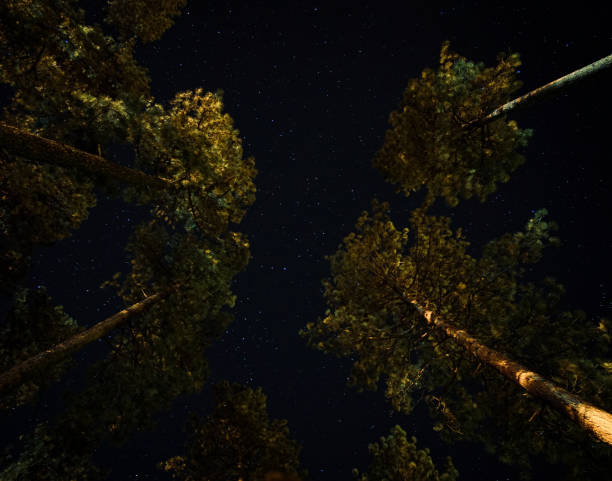 istock Low angle shot of trees at night 1461275590