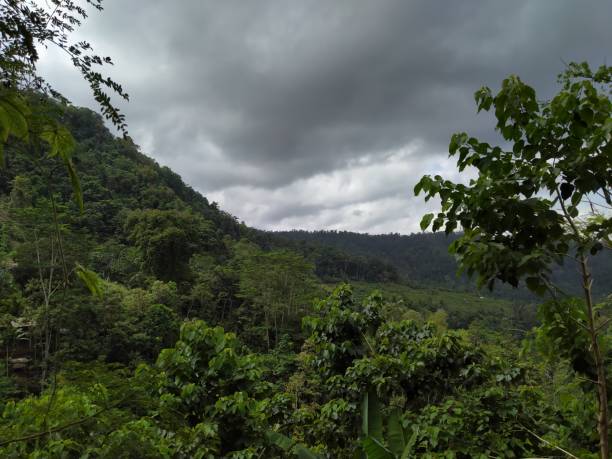 istock Landscape View Sky Mountain Jungle 1461276327