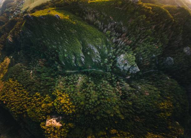 istock Aerial view of evergreen trees in a forest 1461276360