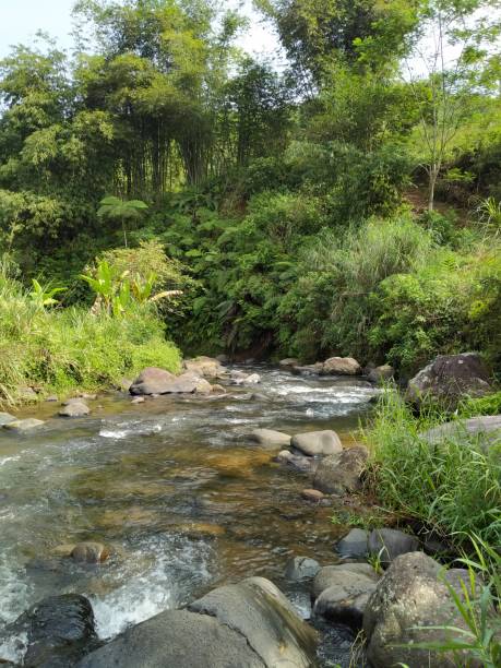 istock River Stream in the Middle of Jungle 1461276562
