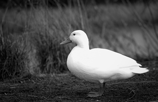 A grayscale shot of a white duck in the pond near high dry grass