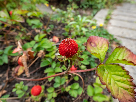 Mock, Indian or false strawberry (Potentilla indica) or backyard strawberry with red fruit in the garden in summer
