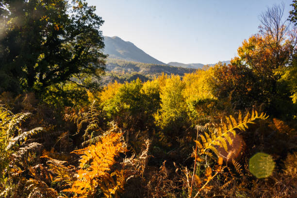 istock Mesmerizing view of autumn trees in the forest 1461278751