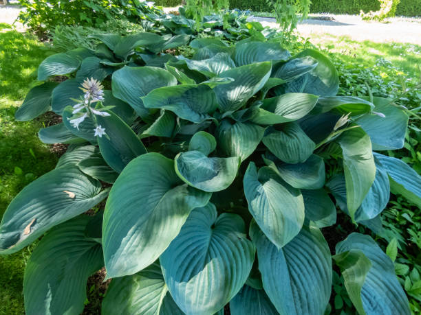 istock Plantain Lily (Hosta) 'Empress Wu' is the largest hosta forms impressive, upright mound of thick, deeply veined, dark blue-green leaves with funnel-shaped, palest violet blooms 1461278880