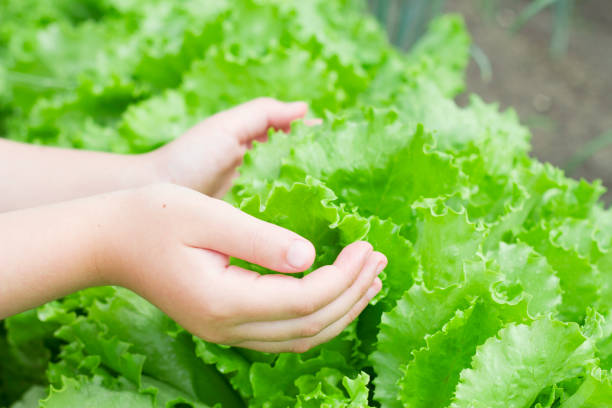 istock child hands holding fresh green lettuce 1461278895