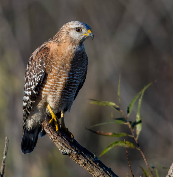 istock Selective focus shot of a red-shouldered hawk perched on the branch 1461278942