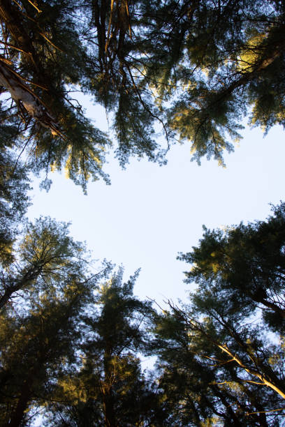 istock Low angle shot of tall trees under a blue sky 1461279017