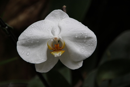 A closeup shot of a blooming white orchid flower with rain droplets