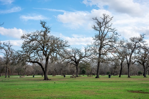 A scene of the many bare trees in the park covered with green grass in the daytime