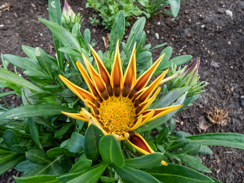 Close-up shot of the Treasure flower (Gazania rigens) 'Zany mix' growing and blooming with yellow and brown pointed petal flowers in the garden