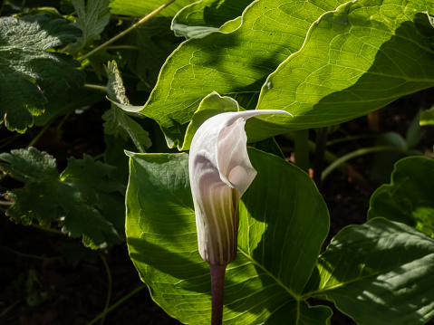 Close-up shot of the Chinese cobra lily or jack-in-the-pulpit (Arisaema candidissimum) flowering in late spring and early summer