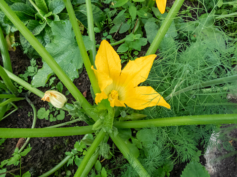 Green courgette vegetable growing