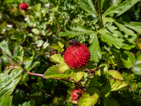 Mock, Indian or false strawberry (Potentilla indica) or backyard strawberry with red fruit in the garden in summer