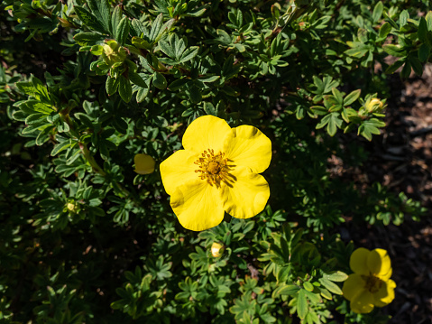 Shrubby cinquefoil (Pentaphylloides fruticosa) 'Dart's Golddigger' is a compact, deciduous shrub with pinnate leaves and saucer-shaped, bright yellow flowers flowering from early summer into autumn