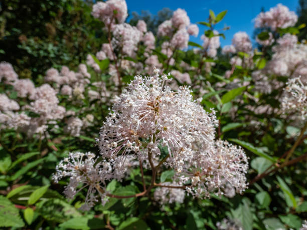 Jersey tea ceanothus, red root, mountain sweet or wild snowball (Ceanothus americanus) having thin branches flowering with white flowers in clumpy inflorescences in garden in summer
