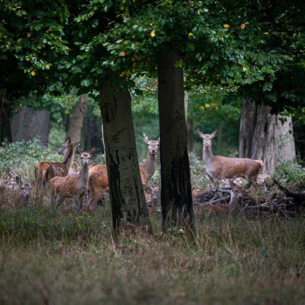 istock Herd of deer in the forest. 1461280088