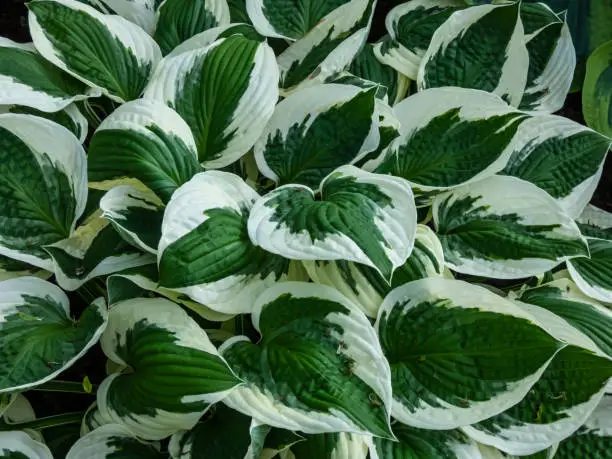 Photo of Plantain lily (hosta) 'Patriot' with large, ovate-shaped, satiny, dark green leaves adorned with irregular ivory margins growing in garden