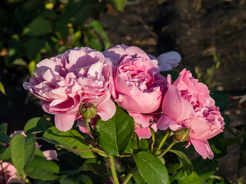 'Gertrude Jekyll' English Shrub Rose Bred By David Austin blooming with perfect scrolled buds that open to large, rosette-shaped flowers of bright glowing pink in bright sunlight in garden