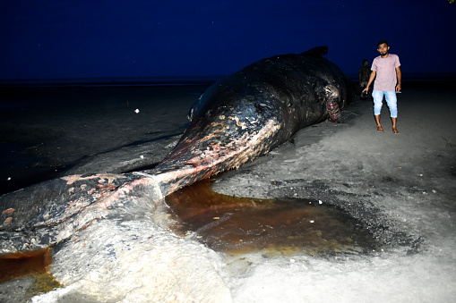 (18/06/2018 19) The Giant Sperm Whale that Stranded on the Coast of East Aceh, Has Died and Has Become a Concern for the Local Community of Aceh, Indonesia.