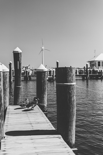 A grayscale shot of mallard ducks on a wooden dock in Crisfield, Maryland