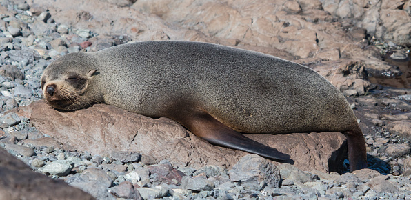 A shot of a lazy seal taking a nap on a rock by the sea