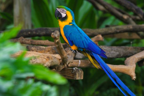 istock Beautiful macaw parrot (Ara macao) resting on the blurred background during the daytime 1461281218