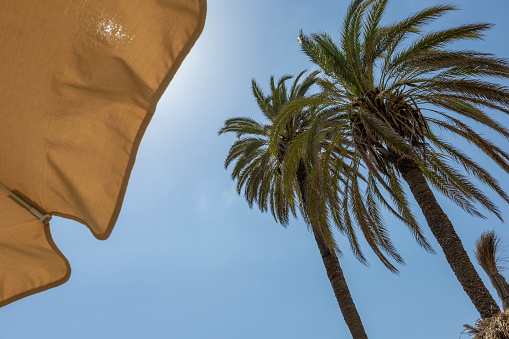 Umbrella and palm trees on the beach of Playa d'en Bossa, Ibiza.
