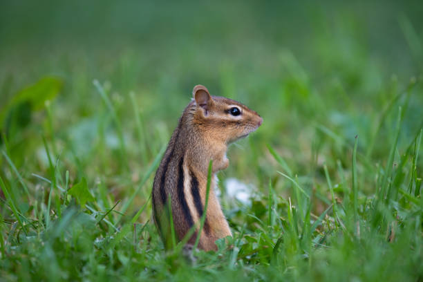 istock Selective focus shot of a squirrel in the field 1461281302