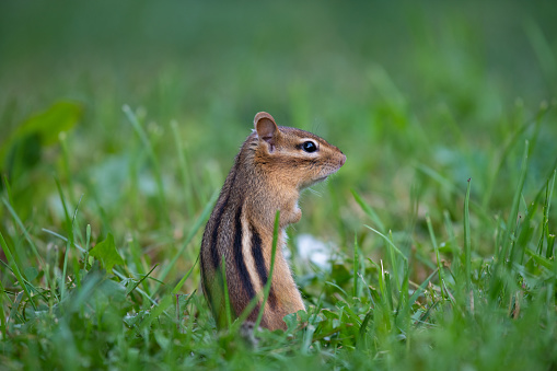 Least chipmunk eating on a pine branch