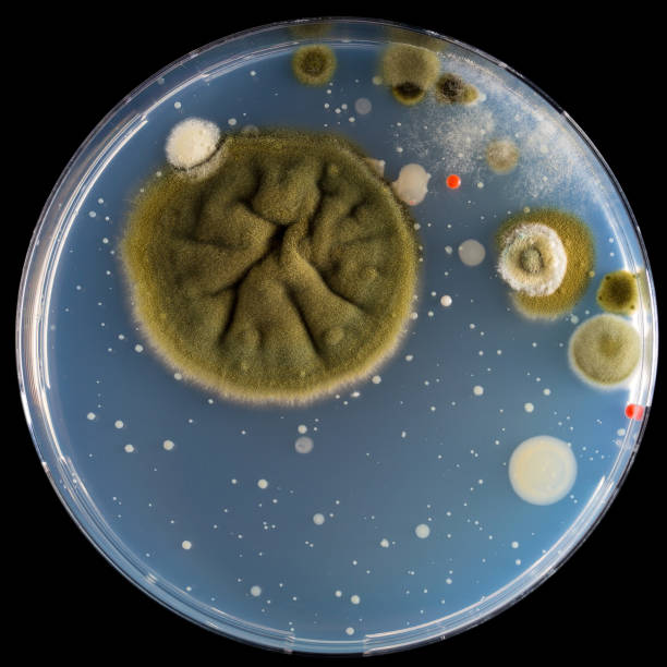 istock Mold and bacteria on Petri dish. 1461281641