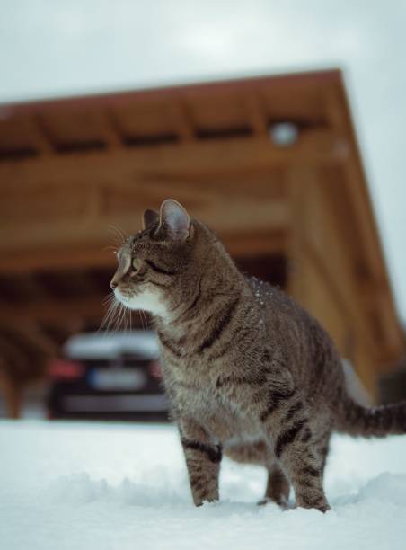 istock Gray cat standing on snowy ground 1461282226