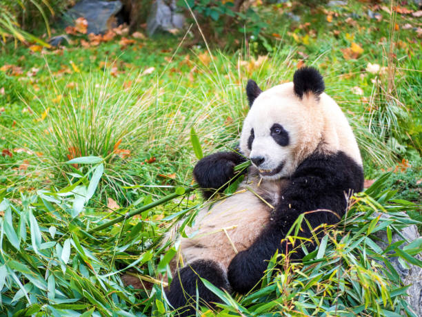 バンバスを食べるかわいいパンダ - panda giant panda china eating ストックフォトと画像